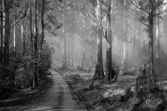 Toolangi State Forest,Melbourne, Victoria ,Australia